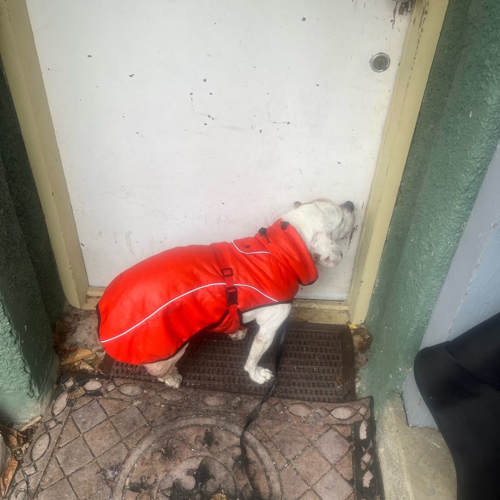 Mystery dog jacket package waterproof coats 15 to 55 pound dogs $699 shipping